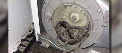 ‘There’s a dead snake in there:’ Florida family finds serpent snarled up in dryer - clickorlando.com - state Florida - state Colorado