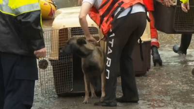 Australian rescue crews ferry 20 dogs to safety after excessive rain floods property - fox29.com - Australia
