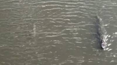 WATCH: Gator spotted swimming side-by-side with shark in Vero Beach - fox29.com - state Florida - county Indian River