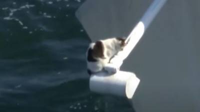 Rescuers attempt to help cat precariously perched on bridge in Fort Lauderdale - fox29.com - state Florida - county Lauderdale - city Fort Lauderdale, state Florida
