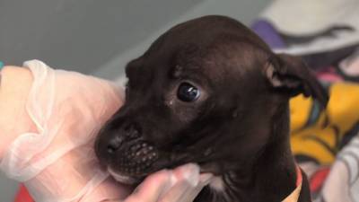 Humane Society caring for 42 rescues seized in alleged dogfighting ring - fox29.com - city Daytona Beach