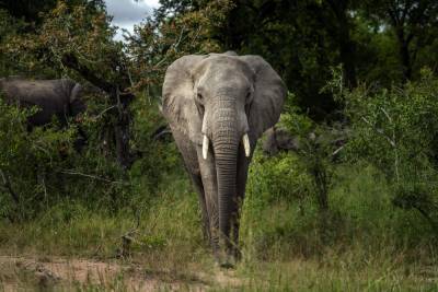 Africa's elephants now endangered by poaching, habitat loss - clickorlando.com