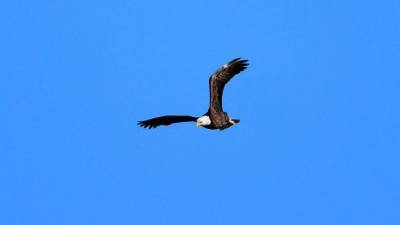 Deb Haaland - Bald eagle populations soar in lower 48 states, US report says - fox29.com - Usa - Washington