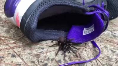 Australia experiencing spider, snake invasion amid floods - clickorlando.com - Australia - state Florida