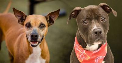 Diane Summers - 2 dogs battling cancer at Orange County shelter need forever homes - clickorlando.com - county Orange