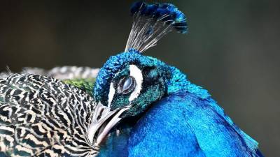 Peacock believed shot to death in Palm Bay neighborhood; no criminal investigation - clickorlando.com - state Florida - county Bay - city Palm Bay, state Florida