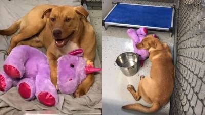 Stray dog gifted stuffed unicorn after ‘consistently’ stealing it from dollar store - fox29.com - state North Carolina