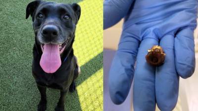 Humane Society surgeons surprised to find bullet in rescued dog - fox29.com - state Florida - county Bay - city Tampa, county Bay