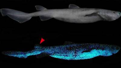 Shining discovery: Glow-in-the-dark sharks found off New Zealand - clickorlando.com - New Zealand - Belgium