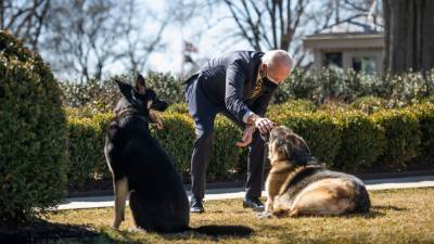 Joe Biden - Jill Biden - Michael Larosa - Biden’s dog Major involved in another biting incident at the White House - fox29.com - Germany - Washington - state Delaware - city Wilmington, state Delaware