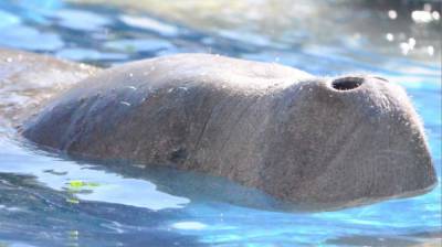 Florida on pace for record number of manatee deaths in 2021 - clickorlando.com - state Florida - county Lauderdale - city Fort Lauderdale, state Florida