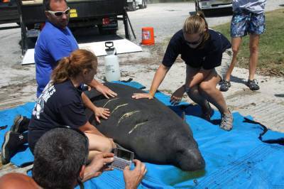 As manatee deaths continue to rise, Florida wildlife officials ask boaters to look out - clickorlando.com - state Florida - county Orange - county Manatee