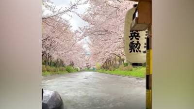 Japan's cherry blossoms bloom early, climate change likely cause, scientists say - fox29.com - Japan - city Tokyo