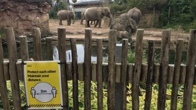 Relief for Dublin Zoo, Fota Wildlife Park as reopening date confirmed - rte.ie - Ireland - city Dublin