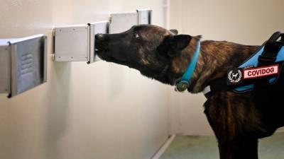 Italian dogs sniff through Covid-19 bootcamp - rte.ie - Italy - Germany - city Rome