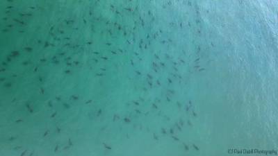 Cool drone video shows blacktip shark migration off Singer Island - clickorlando.com - state Florida - county Orange - county Palm Beach - county Island