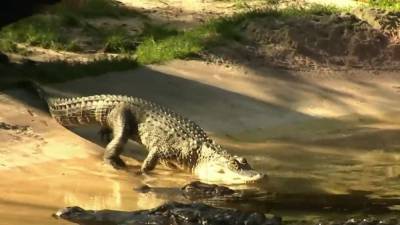Alligators rescued from Midwest find warm home in Central Florida - clickorlando.com - state Illinois - state Florida - county Orange - county Lake - state Michigan