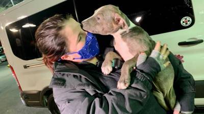 22 dogs rescued from freezing Texas temperatures arrive in DC area - fox29.com - state Texas - state Virginia - county Arlington