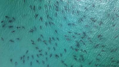 WOW! School of blacktip sharks spotted swimming near Florida beach - fox29.com - state Florida - county Island