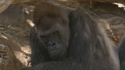 Great apes at San Diego Zoo receive COVID-19 vaccine - fox29.com - Usa - county San Diego