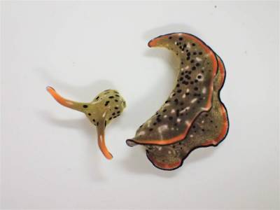 Heads up: Some sea slugs grow new bodies after decapitation - clickorlando.com - Japan - city Tokyo