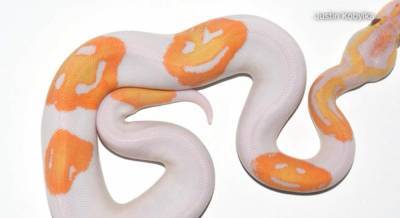 Man breeds smiling emoji snake, sells for $6,000 - clickorlando.com
