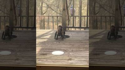 ‘It was very surreal’: Family surprised when baby monkey shows up on Kentucky front porch, stays for days - fox29.com - state Kentucky