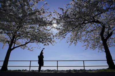 It's cherry blossom season, but DC isn't ready to open up - clickorlando.com - Washington - city Washington