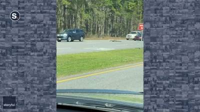 Driver narrowly avoids running over gator crossing South Carolina highway - fox29.com - state South Carolina