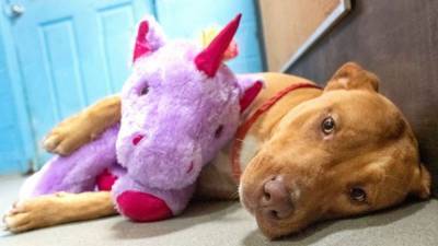 Dog who repeatedly stole stuffed unicorn from dollar store gets adopted - fox29.com - state North Carolina