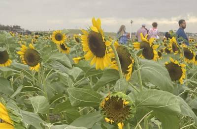 Florida farm changes sunflower picking policy after ‘an overwhelming amount of theft’ - clickorlando.com - state Florida - county Clermont