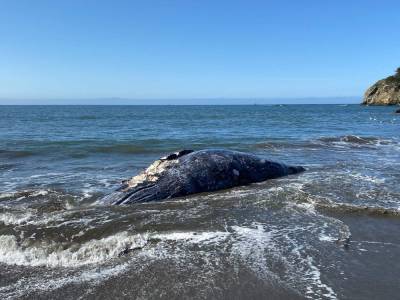 4 gray whales found dead in San Francisco Bay Area in 9 days - clickorlando.com - San Francisco - city San Francisco - county San Mateo