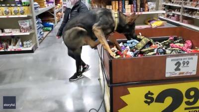 Video: Excited German shepherd jumps into store toy bin - fox29.com - Germany - state Missouri - county Liberty