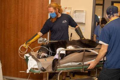 Brevard Zoo turns to MRI for black bear Brody, hoping to solve neurological issue - clickorlando.com - state Florida