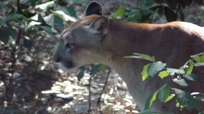 Florida panther struck and killed by vehicle - clickorlando.com - state Florida - Mexico - county Collier - county Gulf