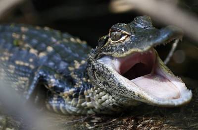 ‘Keep moving, bro:’ Watch these Florida women hilariously try to get a baby gator out of the house - clickorlando.com - state Florida - city Tampa - county Polk