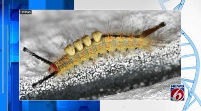 Look out for these hairy caterpillars in Florida - clickorlando.com - state Florida - county Seminole