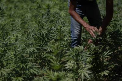 Growers fret as Mexico moves to legalize marijuana - clickorlando.com - Mexico