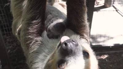 First look: Adorable baby sloth born at Brevard Zoo - clickorlando.com