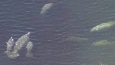 More manatees have died in 2021 than all of last year - clickorlando.com - state Florida - county Volusia - county Manatee