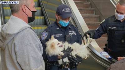 Puppy rescued after paw gets stuck in PATH station escalator - fox29.com - state New Jersey