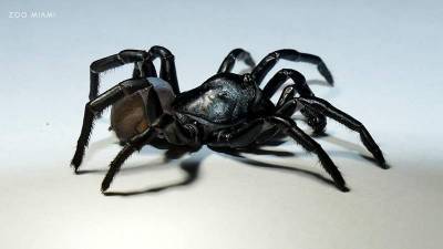 Zoo Miami discovers new species of spider in South Florida - clickorlando.com - state Florida - county Miami - county Pine