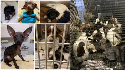 Lake Mary - Reward offered for information in case of 26 abandoned puppies, dogs - fox29.com - county Indian River