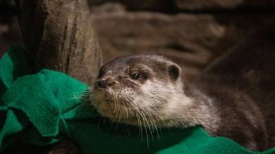Georgia Aquarium: Otters test positive for virus that causes COVID-19 - fox29.com - city Atlanta - Georgia