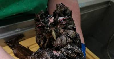 'Skin and bone' owl found after being trapped in Scots chimney nursed back to health by animal lovers - dailyrecord.co.uk - Scotland