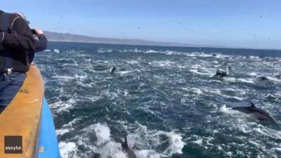 ‘Super pod’ of dolphins dazzles boaters off California coast - fox29.com - state California