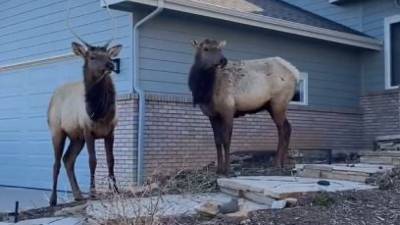 Man ‘trapped’ on top of car films elk exploring his front yard - fox29.com - state Colorado
