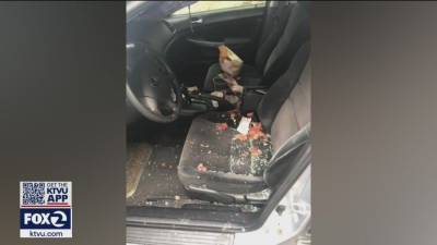 Muslim security guard in San Rafael says her car was vandalized with pig's feet and bacon - fox29.com - city San Rafael