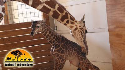 April the Giraffe, whose pregnancy was watched by millions, dies at age 20 - fox29.com - New York
