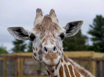 April, the giraffe that became an online star, dies - clickorlando.com - New York - Jordan